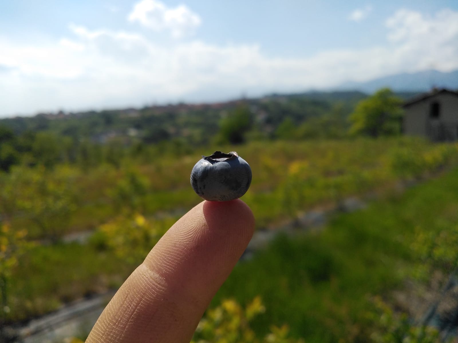 Mirtilli-cascina-torrazza