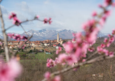 cascina torrazza fioritura